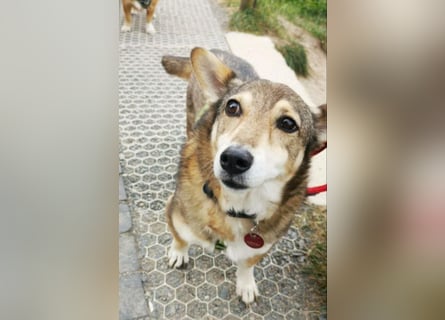 Lucia-Seniorin sucht Senioren-WG!