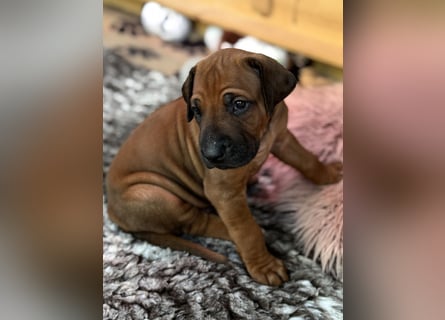 Rhodesian Ridgeback Welpen