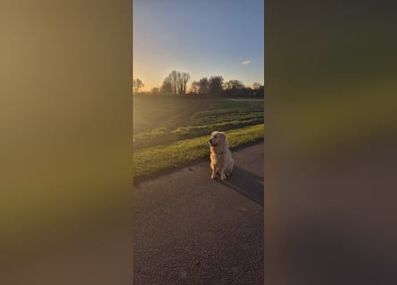 Golden Retriever Deckrüde