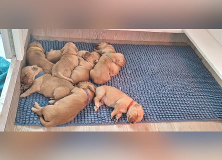 Golden Retriever Welpen
