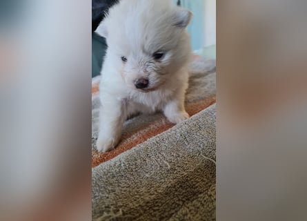 zuckersüße Pomeranianwelpen