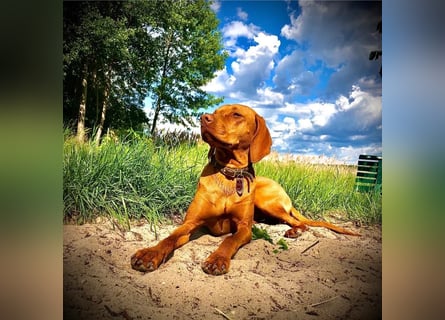Wurfankündigung Magyar Vizsla Welpen (Mai 25)