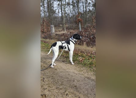 Sangria  - Portugiesischer Pointer, lieb und verträglich