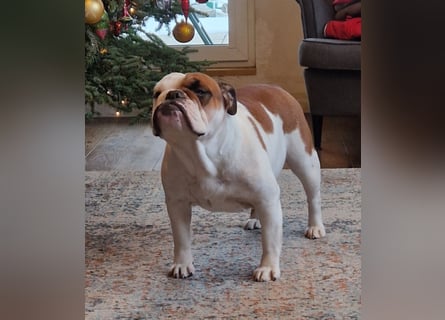 Englische Bulldoggen welpen Top Pedigree FCI