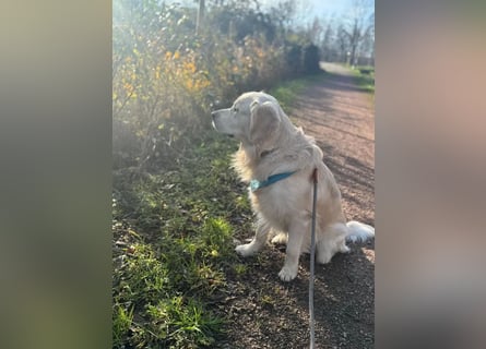 Golden Retriever Deckrüde mit Ahnentafel