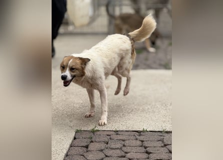 Adel – für Menschen, die lieber einen Hund richtig lieben als zwei halb“