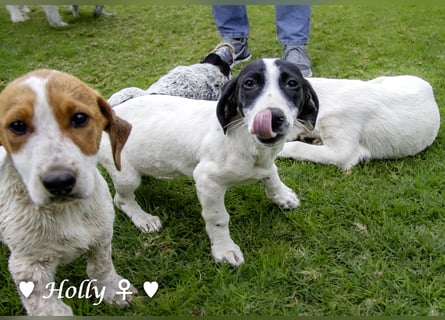 Holly, Hank und Herbie suchen ab sofort ein Zuhause