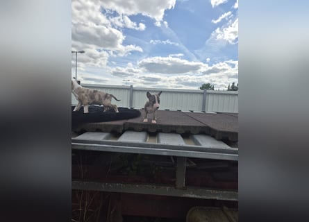 Mini bullterrier - Australian shepherd mix welpen