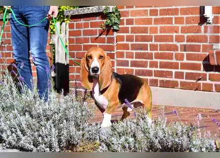 Der zauberhafte Vasko, ein reinrassige Basset Artesien Normand sucht ein neues Zuhause. Eine seltene
