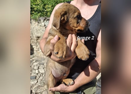Ab sofort liebevolle Hände für drei wunderschöne Jungs gesucht.