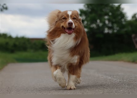 Australian Shepherd Deckrüde mit ASCA Papieren