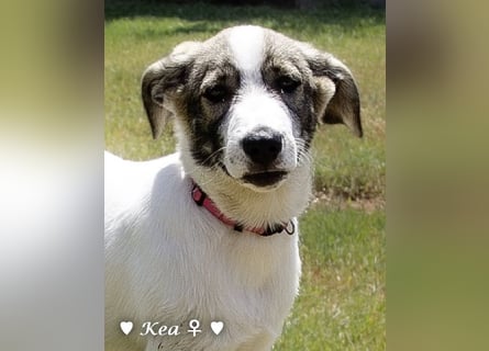 Marla, Scippy und Kea auf der Suche nach ihrer Familie