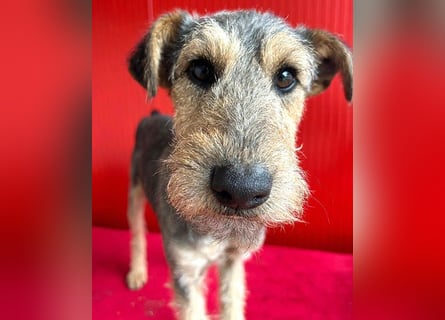 ❤️ superlieber PINO - 1 Jahr, 40cm/9kg - Foxterrier-Mischling