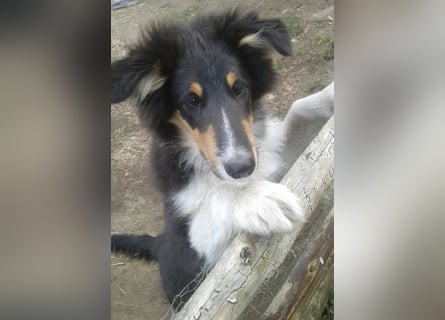 Colliewelpe - eine kleine Lady sucht noch ein  Zahause