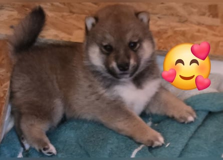 Shiba inu Welpen.   vom Haus Joe   ,Liebhaberzucht