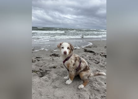 Australian Shepherd Welpin klein kurzhaar blaue Augen