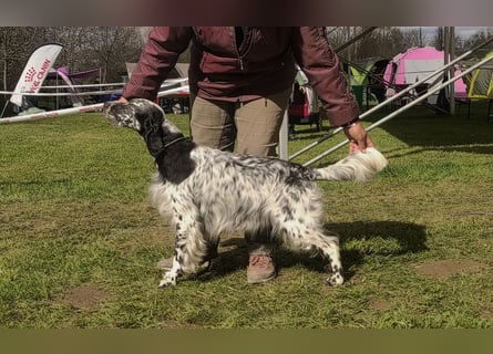 English setter Rüde Welpe
