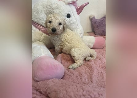 Wunderschöne Goldendoodle Welpen zu verkaufen Abgabe frühestens ab 06.12.24