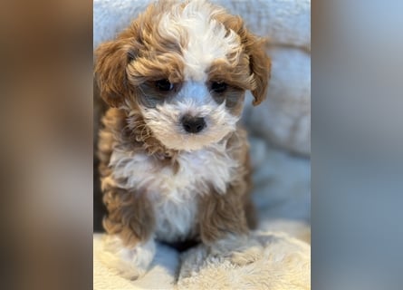 Sehr gesunde Mini Maltipoo Welpen in apricot und crème farben. 