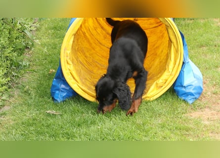 2 liebenswerte Gordon Setter aus Liebhaberzucht suchen Kuschelpartner
