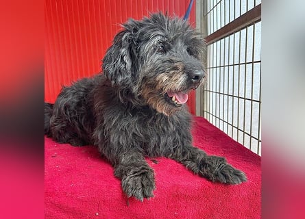liebenswerte DORKA - 9 Jahre, 38cm/10,5kg - Schnauzer-Mix