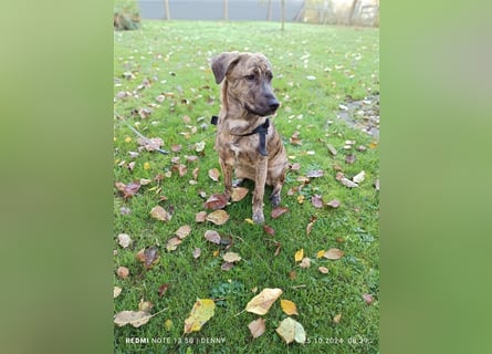 2 bildhübsche Labrador/Australian Shepherd- Harzer Fuchs Mix Mädels