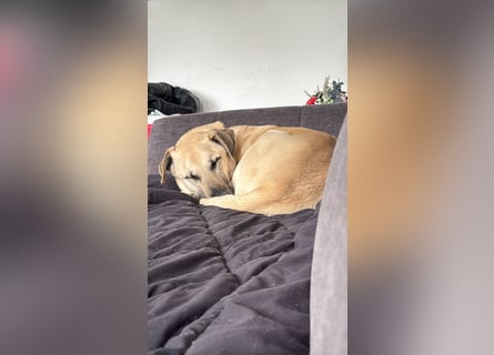 Hallo ich bin Schäferhund Mischling Rudi