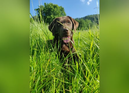 Reinrassige Labradorwelpen (Arbeitslinie)drei schwarze Mädels suchen ein schöne Zuhause
