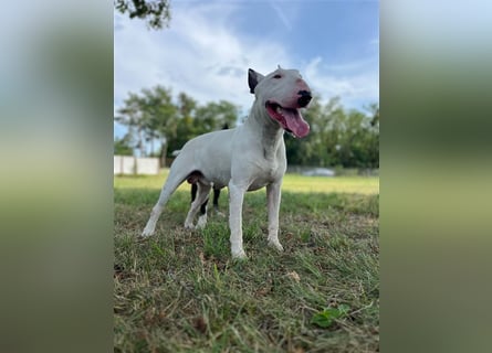 Standard Bullterrier 'Isidor', ausgebildet sucht...