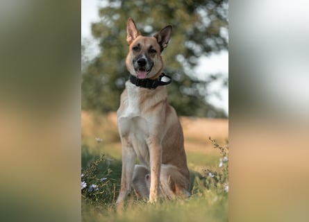 Mica – Abenteurer mit Herz sucht erfahrenes Zuhause