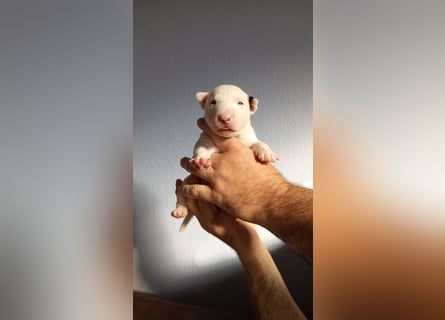 Miniatur Bullterrrier Welpe Hündin