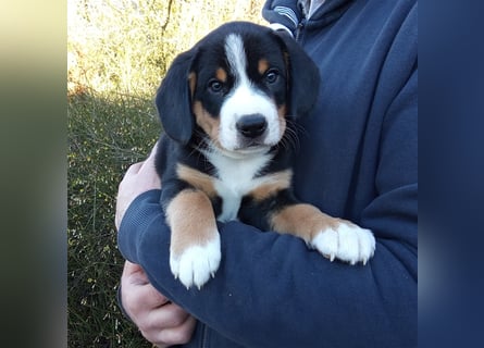 Entlebucher Sennenhund-Welpen "vom Zwergenstübchen" mit Ahnentafel