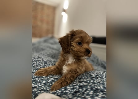 Cockapoo. F1 American Wurfankündigung Mai 2025