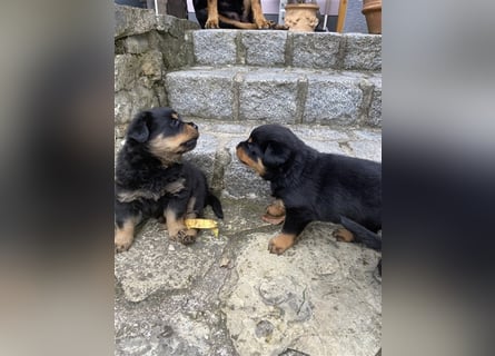 Rottweiler Welpen