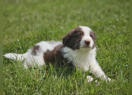 Border Collie Welpen -  Rüden