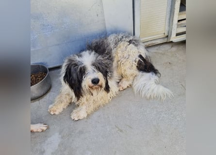 Jovi - -HAT INTERESSENTEN - ängstlicher kleiner Kerl sucht seine Familie
