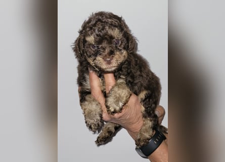 ZWERGPUDEL / TOY 2 männlich braun tan 1 schwarzes Mädchen 1 black tan Mädchen
