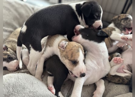 Whippet-Welpen – B-Wurf (VDH/WCD) – Liebevoll & Familiär aufgezogen