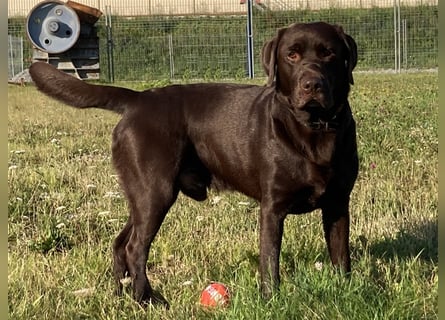 Labrador Deckrüde mit ZZL, decksicher, reinerbig braun chocolate nach FCI Standard, kein Verkauf!