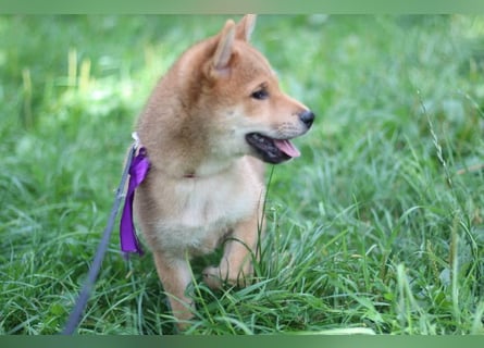 Schöne rote Shiba inu Welpen MEI, MIKA, MASARU mit FCI dokumenten