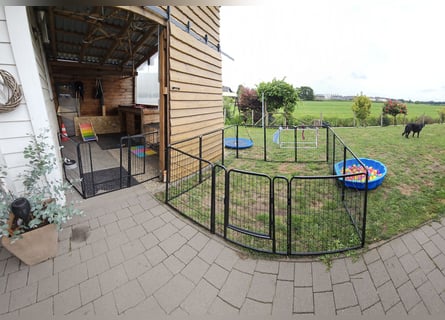 Riesenschnauzer schwarz Welpen des A-Wurf's am 02.07.25 gefallen