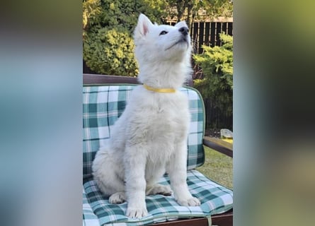 Weißer Schweizer Schäferhund / Welpen / Berger Blanc Suisse / puppies with FCI pedigree