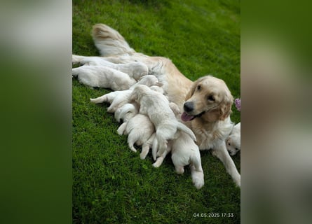 Golden Retriever Welpen 