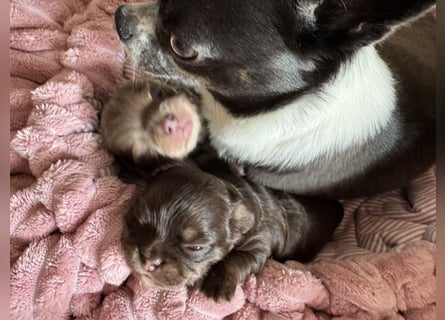 Wir haben aktuell Welpen. 2 Chihuahua Mädels