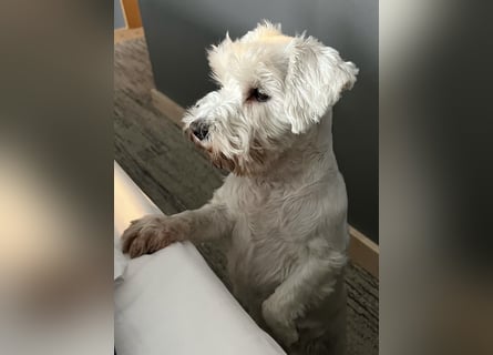 Weiße Zwergschnauzer Welpen nicht haarend reinrassig