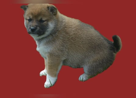 Erstklassige Shiba Inu Zucht in Sachsen