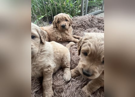 Goldendoodle mini Medium Doodle Abgabe an Pfingsten