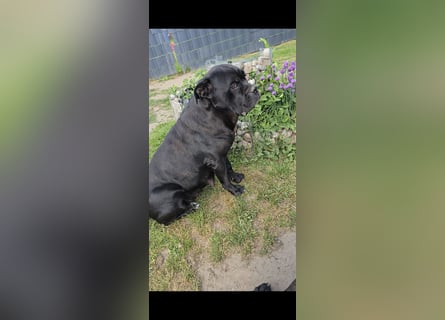 Presa Canario x Cane Corso 