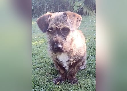 Mona – kleine Herzenshündin sucht ihr Für-immer-Zuhause