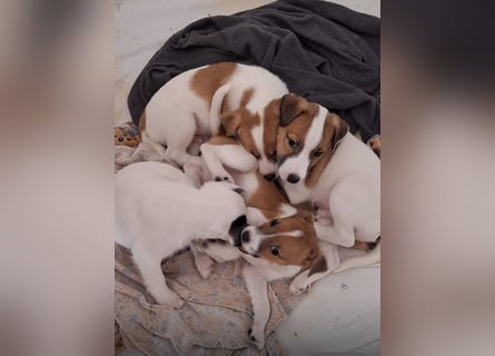 Rüde Braun Weiß Parson Russell Terrier Welpen Bild und Video neu